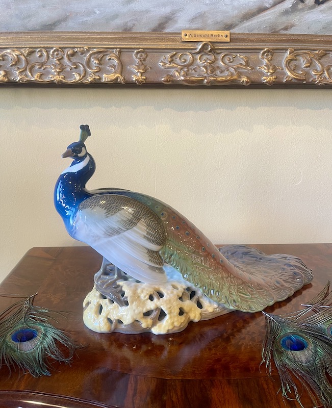 großer Pfau